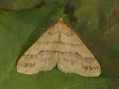 Scarce Umber (Agriopis aurantiaria)