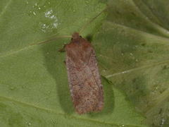 Variabelt flatfly (Conistra vaccinii)