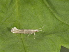 Diamond-back Moth (Plutella xylostella)