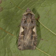 Setaceous Hebrew Character (Xestia c-nigrum)