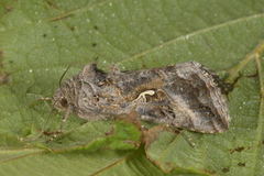 Silver Y (Autographa gamma)