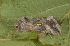 Gammafly (Autographa gamma)