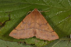 Feathered Thorn (Colotois pennaria)