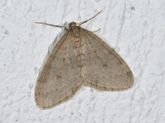 Northern Winter Moth (Operophtera fagata)