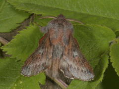 Small Lappet (Phyllodesma ilicifolia)