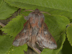 Rødbrun bladspinner (Phyllodesma ilicifolia)