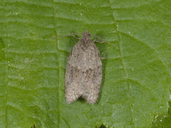 Grå bladvikler (Syndemis musculana)