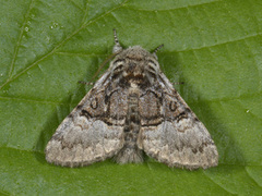 Nut-tree Tussock (Colocasia coryli)