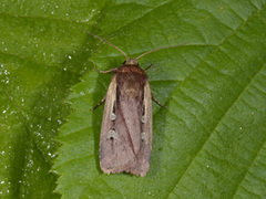 Flame Shoulder (Ochropleura plecta)