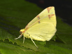 Sitronmåler (Opisthograptis luteolata)