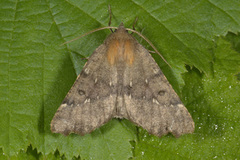 Scalloped Hazel (Odontopera bidentata)