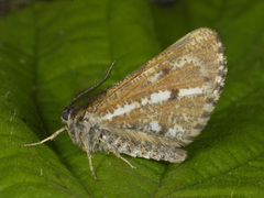 Bordered White (Bupalus piniaria)