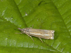 Smalstreknebbmott (Crambus lathoniellus)