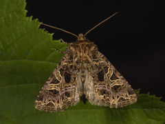 Fiolett nellikfly (Sideridis rivularis)