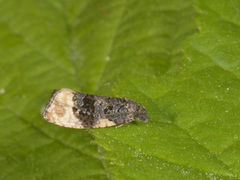 Black-spot Marble (Hedya atropunctana)