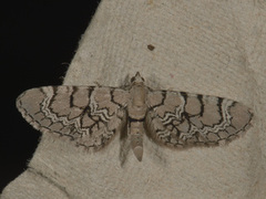 Marmordvergmåler (Eupithecia venosata)