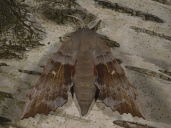 Poplar Hawk-moth (Laothoe populi)