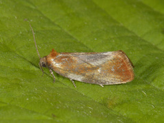 Brassy Tortrix (Eulia ministrana)