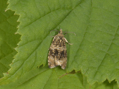 Common Marble (Celypha lacunana)