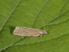 Red Piercer (Lathronympha strigana)