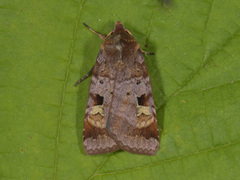Purple Clay (Diarsia brunnea)
