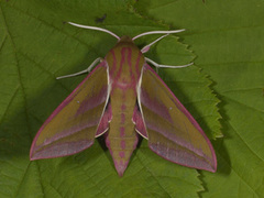 Stor snabelsvermer (Deilephila elpenor)