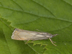 Garden Grass-veneer (Chrysoteuchia culmella)
