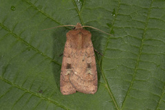 Small Square-spot (Diarsia rubi)