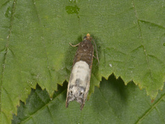 Hagerosevikler (Notocelia cynosbatella)