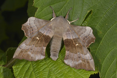 Poplar Hawk-moth (Laothoe populi)