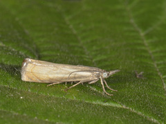 Garden Grass-veneer (Chrysoteuchia culmella)