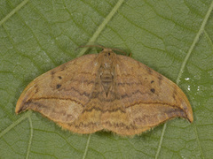 Dusky Hook-tip (Drepana curvatula)