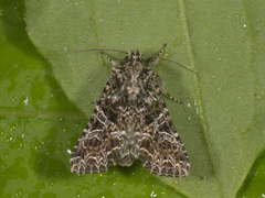 Tawny Shears (Hadena perplexa)