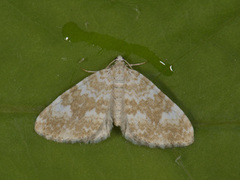 Gul lundmåler (Perizoma flavofasciata)
