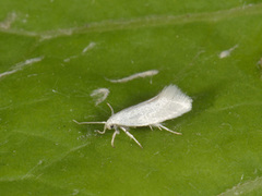 Elachista argentella