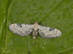 Hvit dvergmåler (Eupithecia centaureata)