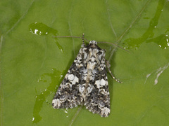 Marbled Coronet (Hadena confusa)