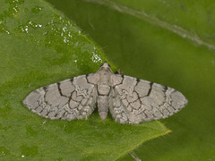 Marmordvergmåler (Eupithecia venosata)