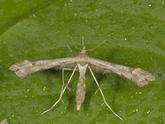 Hestehovfjærmøll (Platyptilia gonodactyla)