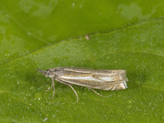 Hook-streaked Grass-Veneer (Crambus lathoniellus)