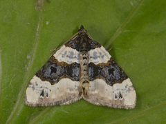Purple Bar (Cosmorhoe ocellata)