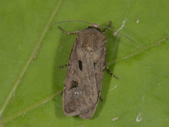 Heart and Dart (Agrotis exclamationis)