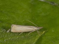 Garden Grass-veneer (Chrysoteuchia culmella)