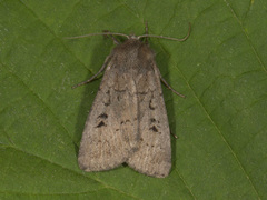 Double Dart (Graphiphora augur)