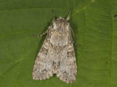 Grått hakefly (Polia nebulosa)