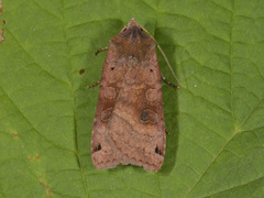 Dotted Clay (Xestia baja)