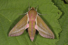 Elephant Hawk-moth (Deilephila elpenor)