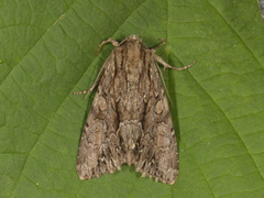 Stort engfly (Apamea monoglypha)