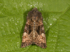Small Angle Shades (Euplexia lucipara)