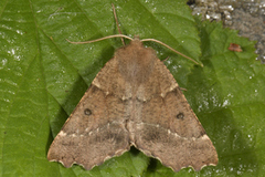 Scalloped Hazel (Odontopera bidentata)